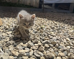 Кошки в Орле: Серый комочек Мальчик, Бесплатно - фото 1