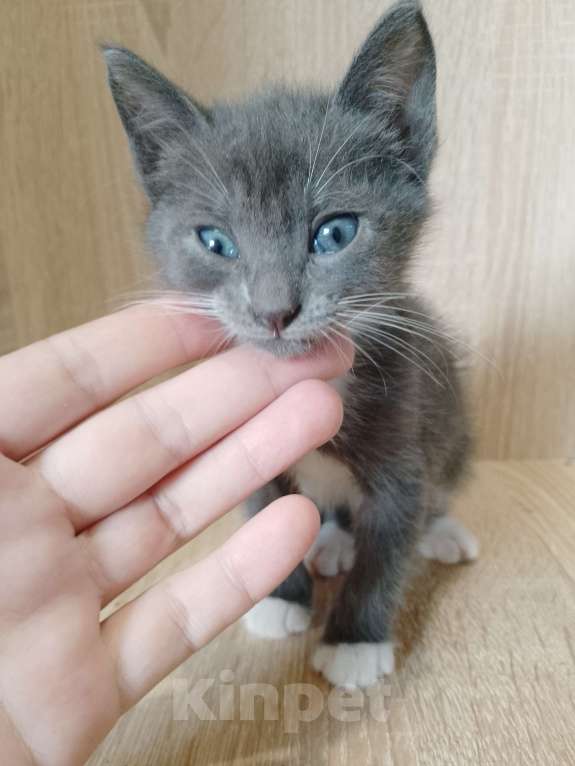 Кошки в Ростове-на-Дону: Синеглазка от кошки крысолова Девочка, 1 руб. - фото 4