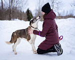 Собаки в Москве: Собака-позитив, добрая, ласковая Груня ищет дом Девочка, Бесплатно - фото 5