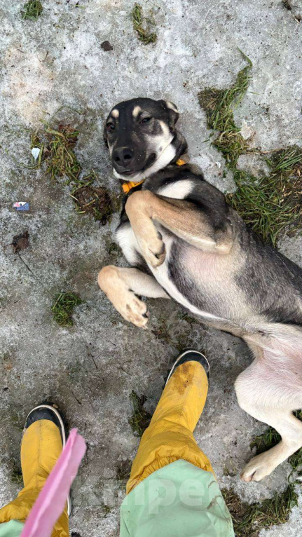 Собаки в Люберцах: Ласковая девочка Девочка, Бесплатно - фото 6