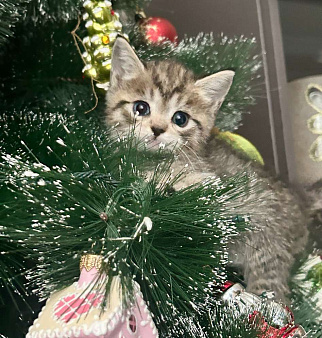 Разноглазая кошка 