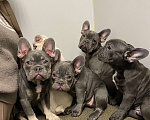 Собаки в Новошахтинске: Щенки французского бульдога Девочка, 80 000 руб. - фото 5