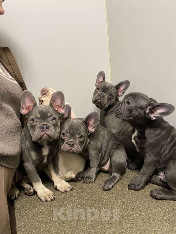 Собаки в Новошахтинске: Щенки французского бульдога Девочка, 80 000 руб. - фото 5
