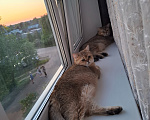 Кошки в других городах Московской области: Продажа котят Мальчик, 20 000 руб. - фото 7