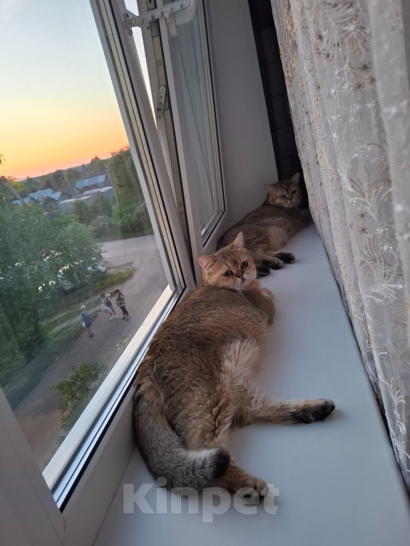 Кошки в других городах Московской области: Продажа котят Мальчик, 20 000 руб. - фото 7