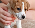 Собаки в Новосибирске: Девочка Джек Рассел терьер  Девочка, 45 000 руб. - фото 2