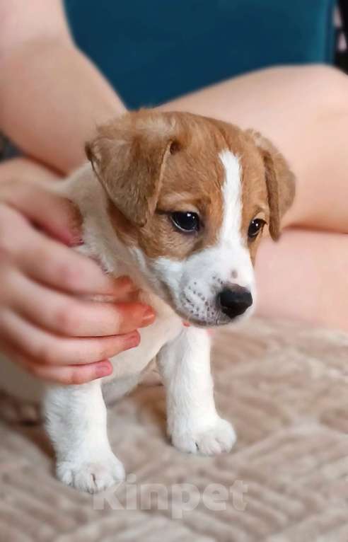 Собаки в Новосибирске: Девочка Джек Рассел терьер  Девочка, 45 000 руб. - фото 2