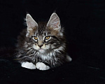 Кошки в Котельнике: Мейн-кун котёнок Мальчик, 27 000 руб. - фото 1