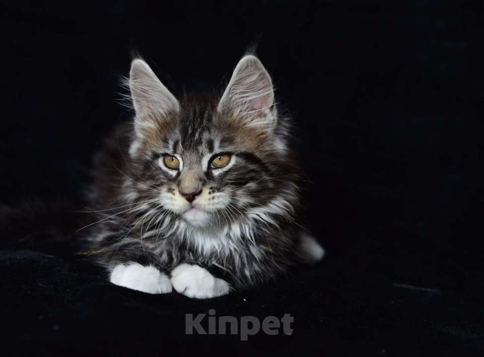 Кошки в Котельнике: Мейн-кун котёнок Мальчик, 27 000 руб. - фото 1