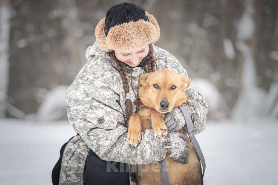 Собаки в Клине: Санни — солнечная собачка Девочка, Бесплатно - фото 10