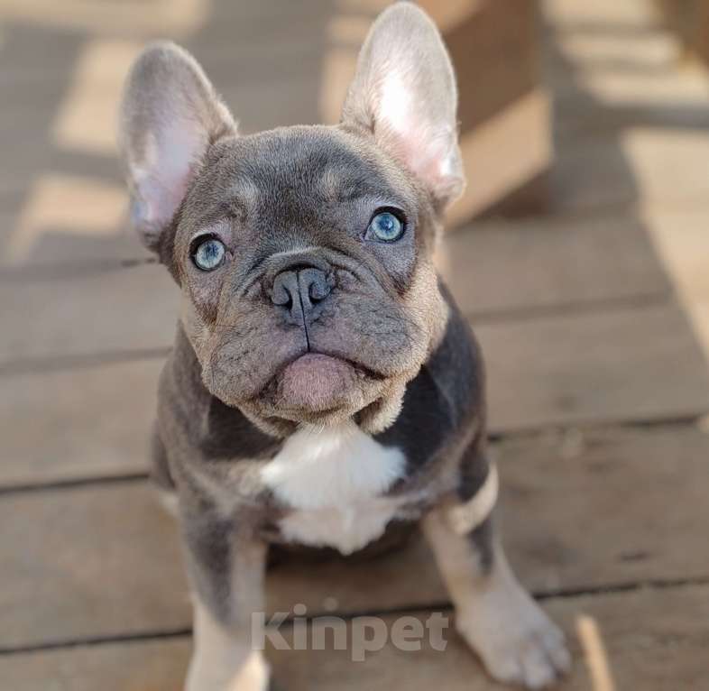 Собаки в Санкт-Петербурге: Шикарная лиловая  девочка Девочка, 60 000 руб. - фото 5