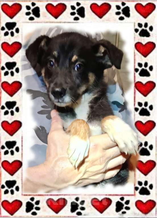 Собаки в других городах Тульской области: Щенка в добрые руки Девочка, Бесплатно - фото 3