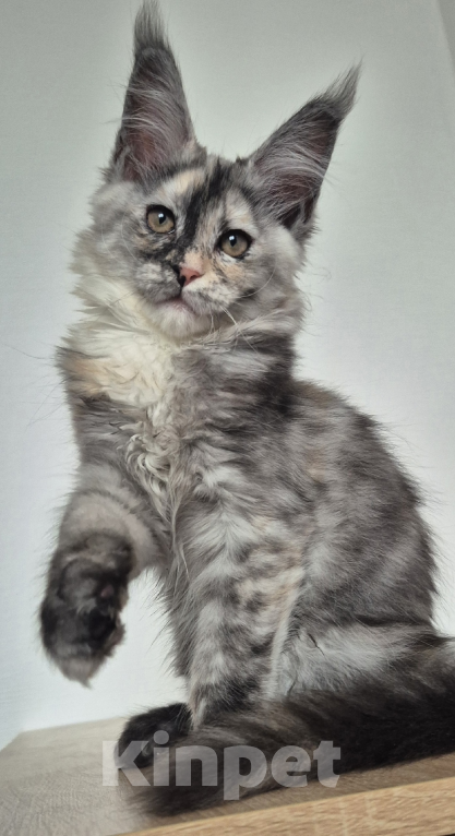 Кошки в Санкт-Петербурге: Мейн-кун девочки черепашки  Девочка, 50 000 руб. - фото 2