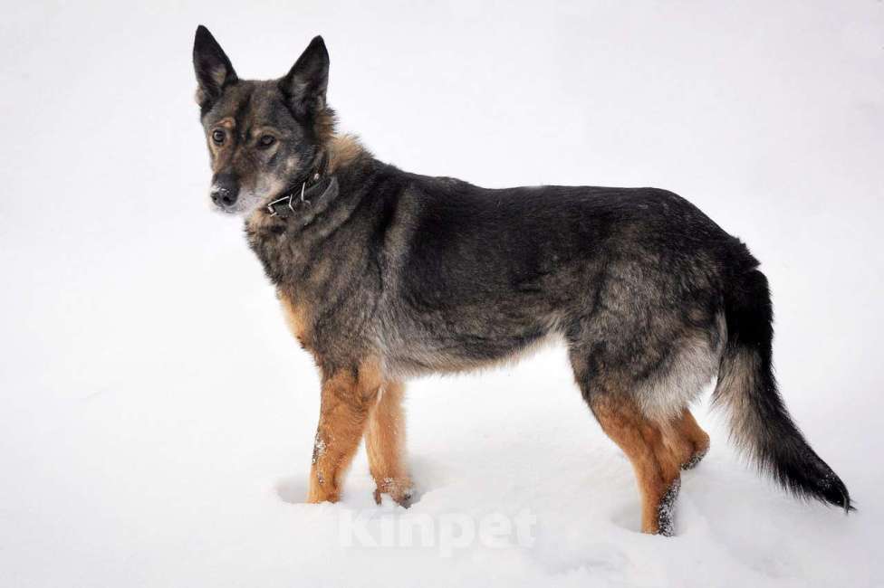 Собаки в Москве: Валли Девочка, Бесплатно - фото 4