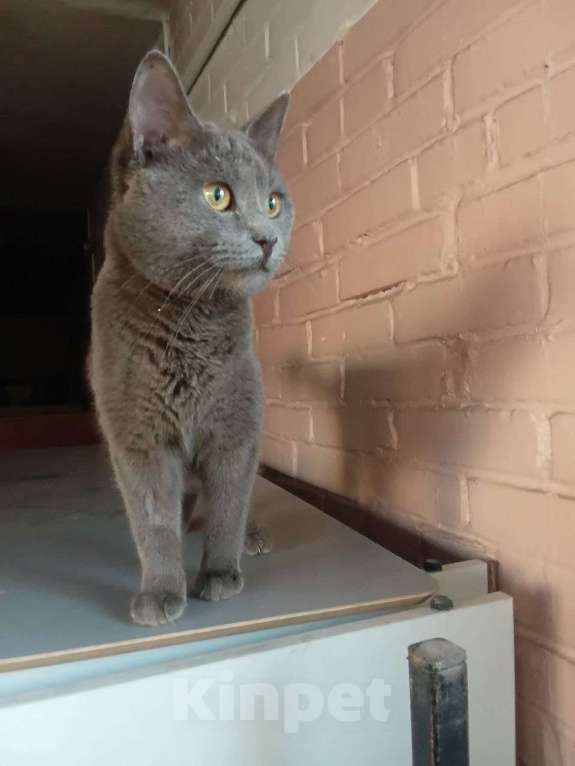 Кошки в Санкт-Петербурге: Кот в добрые руки Мальчик, Бесплатно - фото 2