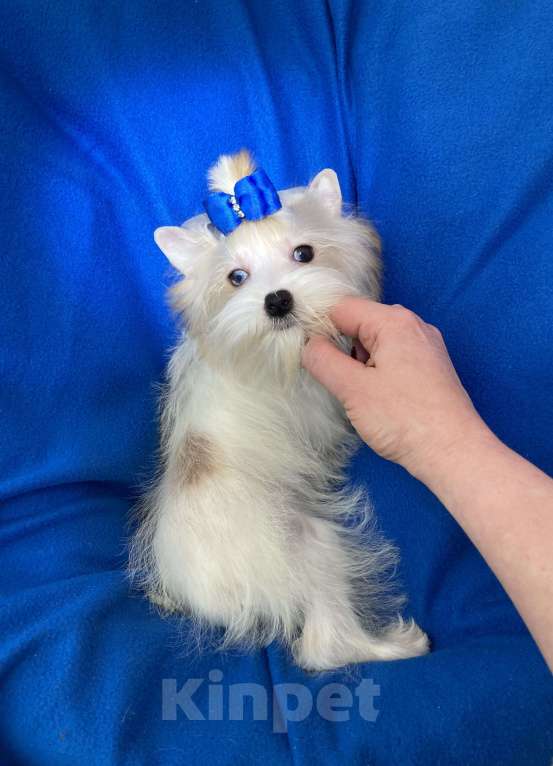 Собаки в Москве: Эксклюзивный белый йорк с голубыми глазами девочка Девочка, 130 000 руб. - фото 10