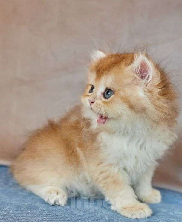 Кошки в Челябинске:  Британская золотая шиншилла ny 12 Девочка, 55 000 руб. - фото 4