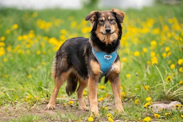 Собаки в Москве: Жасмин - свет очей, отрада души, услада сердца Девочка, Бесплатно - фото 6