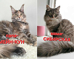 Кошки в Семикаракорске: Метис МЕЙН-КУН и СИБИРСКОЙ  Девочка, Бесплатно - фото 3
