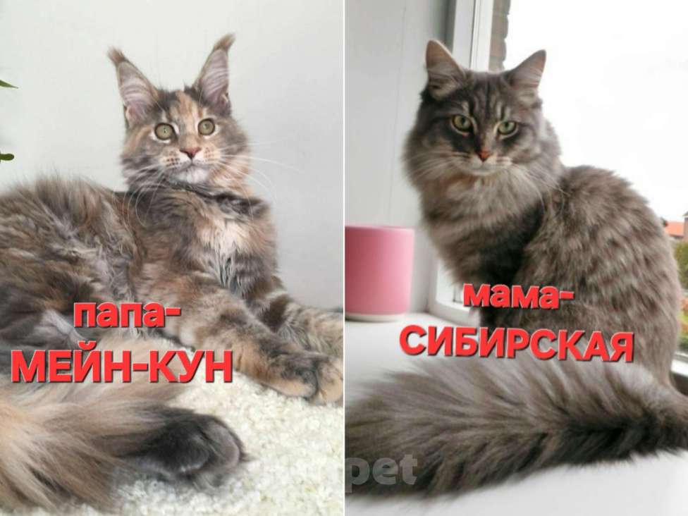 Кошки в Семикаракорске: Метис МЕЙН-КУН и СИБИРСКОЙ  Девочка, Бесплатно - фото 3