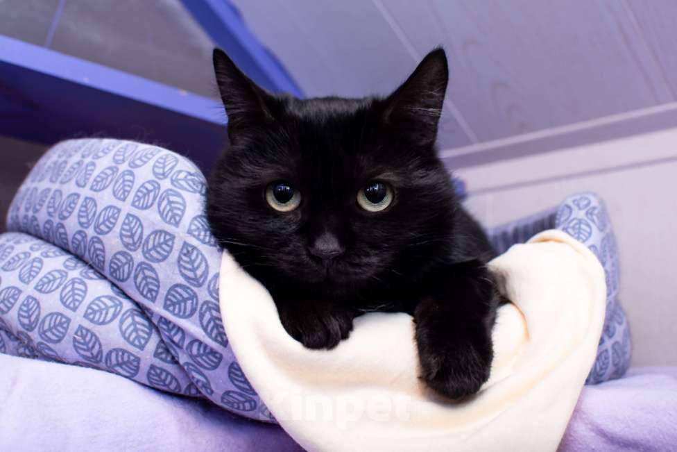 Кошки в Москве: Джоли: тихая кошка с холодной историей Девочка, Бесплатно - фото 1