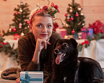 Собаки в Москве: Спокойная малышка Гера в дар Девочка, Бесплатно - фото 1