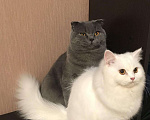 Кошки в Видном: Вязка шотландский вислоухий кот, 2 000 руб. - фото 5
