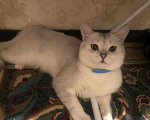 Кошки в Нытве: Кот на Вязку чисто кровная шиншилла, 1 000 руб. - фото 2
