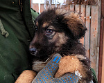 Собаки в Щелково: Отдам собаку в добрые руки Мальчик, 1 руб. - фото 4