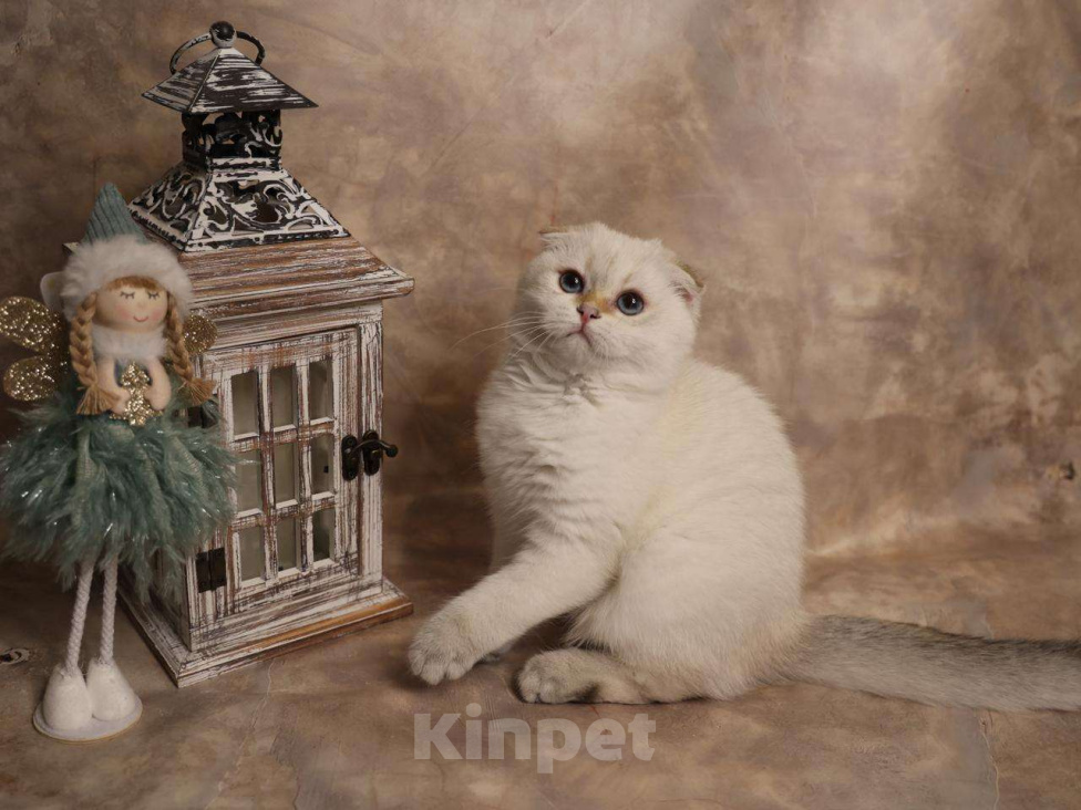 Кошки в Москве: Шотландский вислоухий короткошёрстный котёнок Мальчик, 50 000 руб. - фото 4