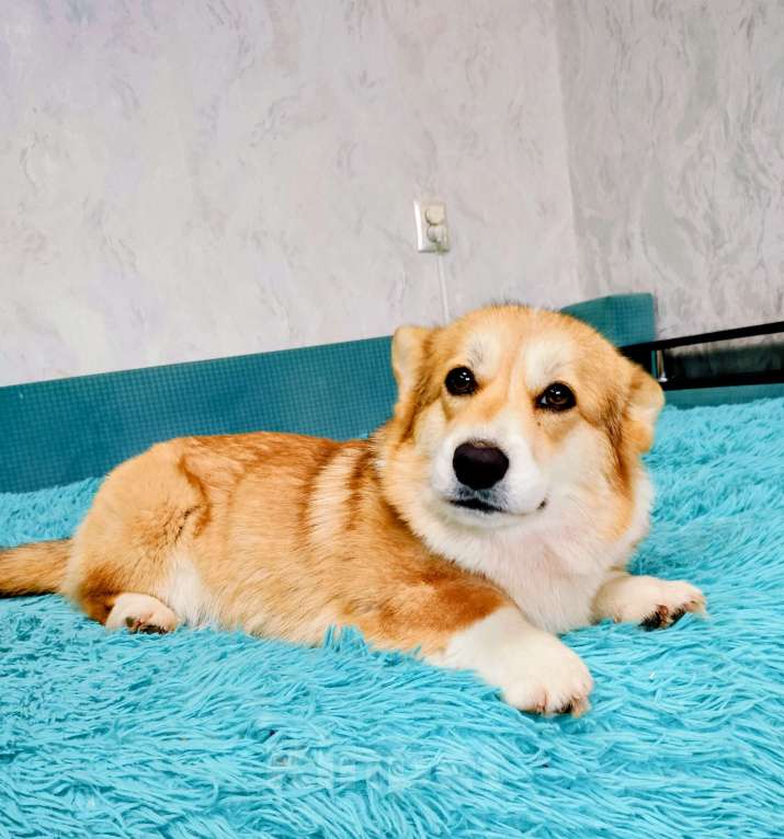 Собаки в Воронеже: Вельш корги пемброк девочка Девочка, 30 000 руб. - фото 3