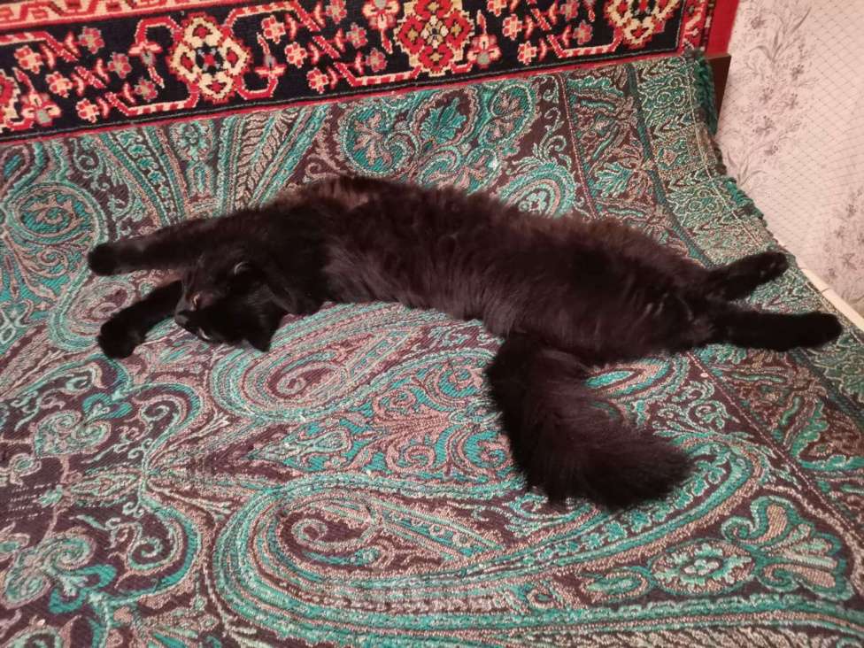 Кошки в Королеве: Пропал кот Мальчик, Бесплатно - фото 2