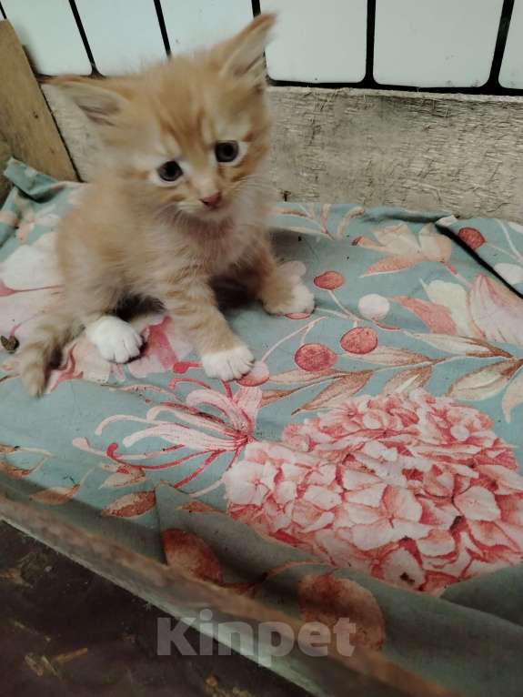 Кошки в других городах Ленинградской области: Рыжый котёнок Мальчик, Бесплатно - фото 4