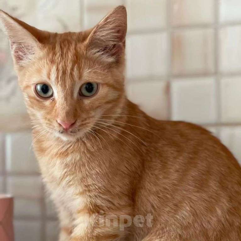 Кошки в Москве: Котёнок Цукат срочно ищет дом Мальчик, Бесплатно - фото 2