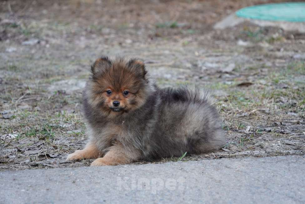 Собаки в Москве: шпиц Девочка, 25 000 руб. - фото 3