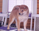 Собаки в Москве: Сиба ину. Красотка. Девочка, 70 000 руб. - фото 8
