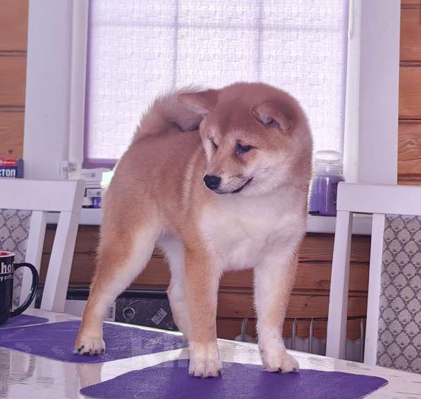 Собаки в Москве: Сиба ину. Красотка. Девочка, 70 000 руб. - фото 8