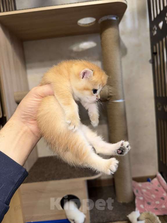 Кошки в Видном: Шотландский кот Мальчик, 70 000 руб. - фото 4