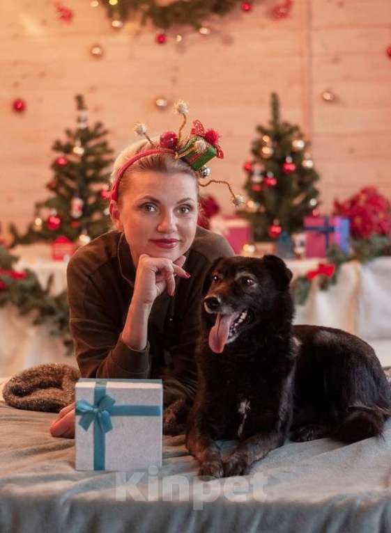 Собаки в Москве: Спокойная малышка Гера в дар Девочка, Бесплатно - фото 1