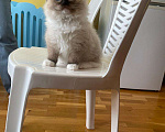 Кошки в Московском: котята рэгдолл Мальчик, 75 000 руб. - фото 2