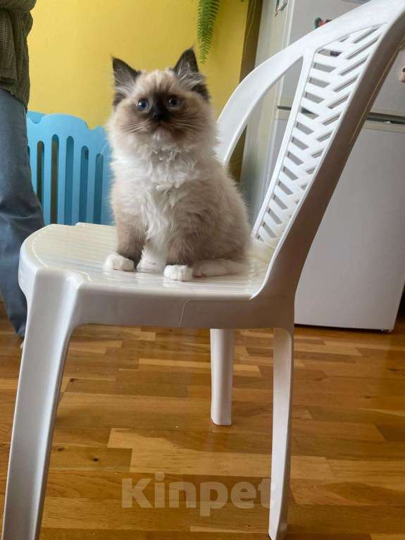 Кошки в Московском: котята рэгдолл Мальчик, 75 000 руб. - фото 2