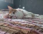 Кошки в Красноярске: Кот в добрые руки. Мальчик, Бесплатно - фото 2