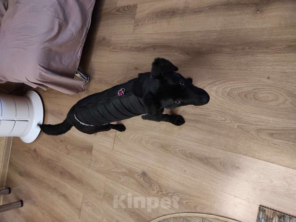 Собаки в Королеве: Щеночек добродушный  Девочка, Бесплатно - фото 4