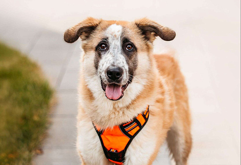 Безбилетный Сапсан