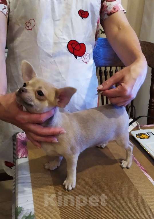 Собаки в Москве: Лиловая красивая девочка чихуахуа  Девочка, 70 000 руб. - фото 4