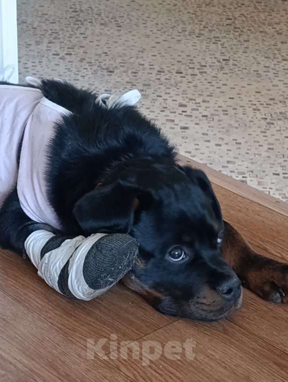 Собаки в других городах Московской области: Отдаю в любящие и заботливые руки Мальчик, Бесплатно - фото 1