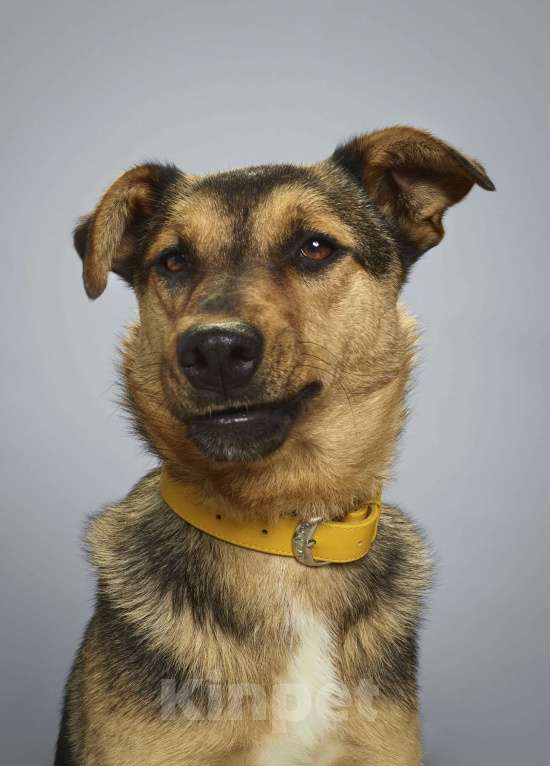 Собаки в Москве: Талли. Заводной апельсин из приюта Девочка, 1 руб. - фото 2