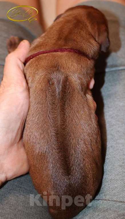 Собаки в других городах Московской области: Щенки риджбека из питомника РКФ Мальчик, Бесплатно - фото 2