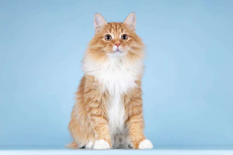 Кошки в Москве: Для рыжего лапочки по имени Пушкин ищем самые добрые руки.  Мальчик, Бесплатно - фото 3