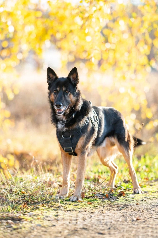 Собаки в Москве: Красавец Арчи Мальчик, Бесплатно - фото 4